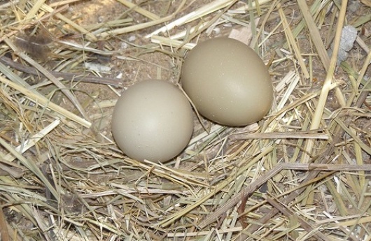 Инкубационное яйцо дикой индейки