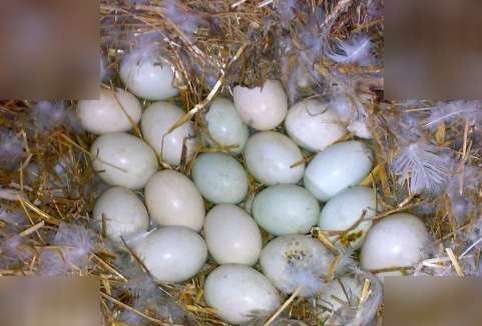 Купить инкубационное яйцо утки кряквы